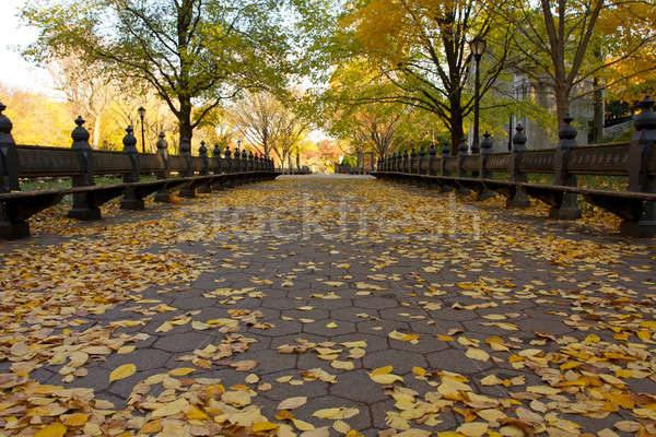 Herbst Central Park New York fallen Landschaft Bäume Stock foto © 33ft
