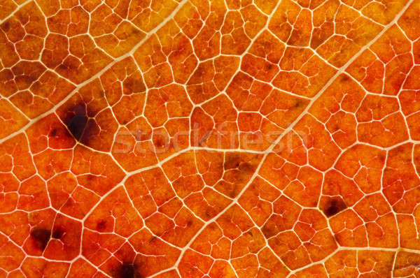 Makro Herbst Blatt orange fallen Stock foto © 33ft