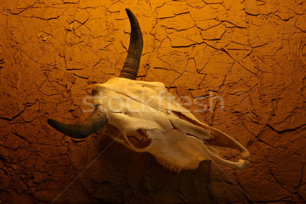 Stok fotoğraf: Inek · kafatası · çöl · atış · yüzey