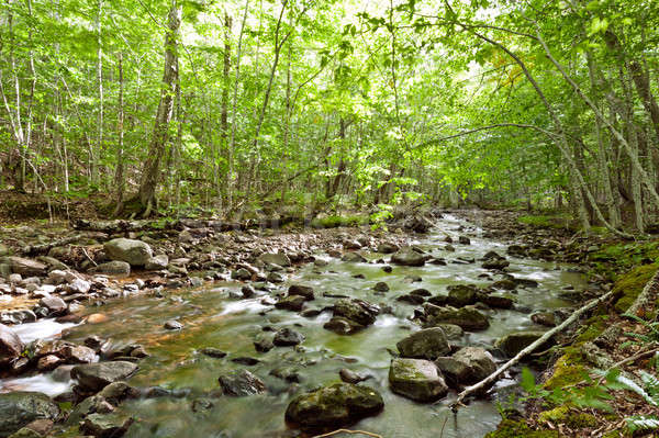 River flows through a forest Stock photo © 3523studio