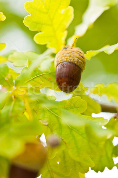 Stock photo: Fruit of an Oak tree ripe in autumn