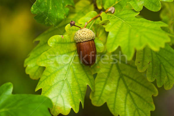 [[stock_photo]]: Fruits · chêne · automne · bois