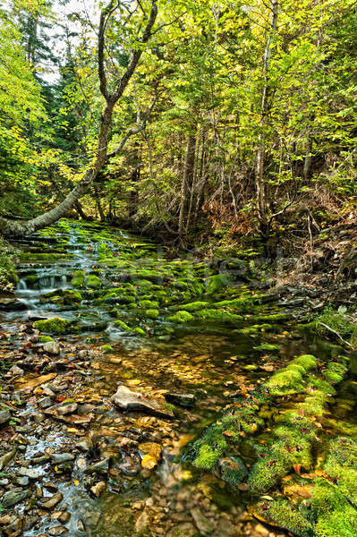 Cascade forêt saison d'automne Nice vert beige [[stock_photo]] © 3523studio