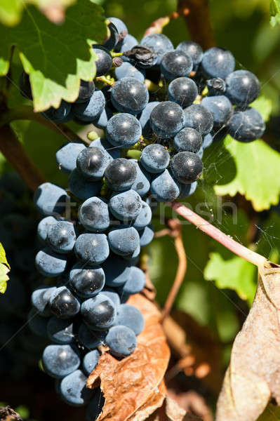 Stock photo: Ripe grapes right before harvest in the summer sun