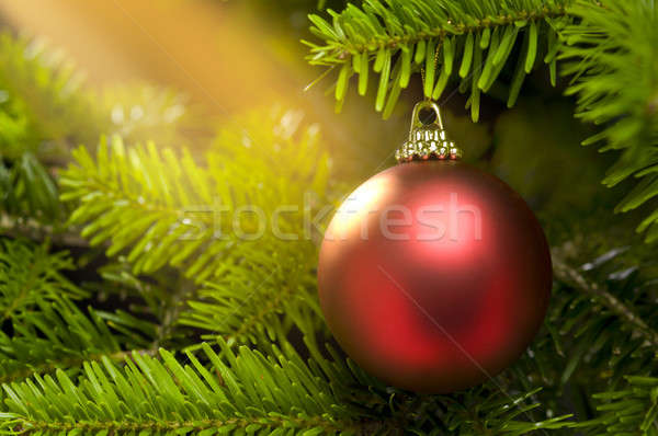 Stock photo: Red ball in a real Christmas tree