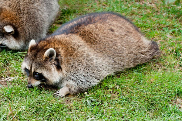 Cute wasbeer groen gras mooie gezicht Stockfoto © 3523studio