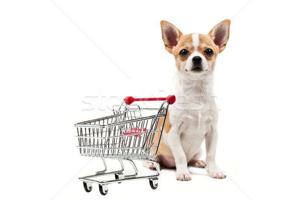 Pomeranian dog next to an empty shopping cart Stock photo © 3523studio