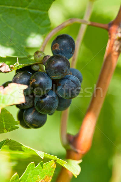 Ripe red wine grapes right before harvest Stock photo © 3523studio