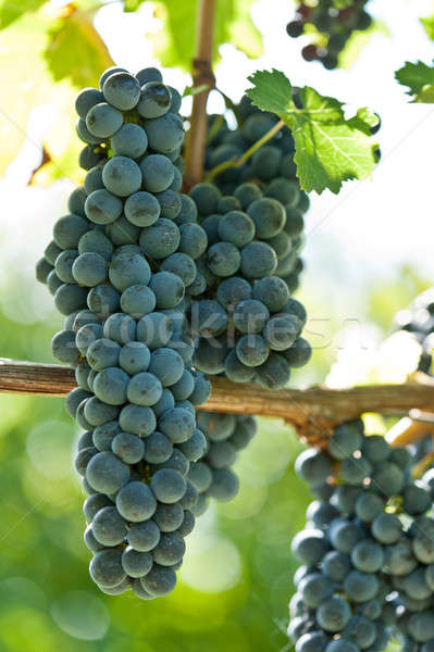 Stock photo: Ripe red wine grapes right before harvest