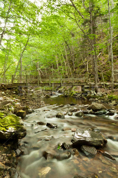 River flows through a forest in the backgrond is a bridge Stock photo © 3523studio