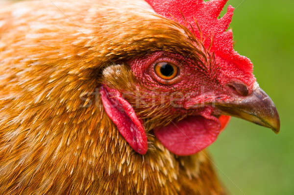 Brown head of a hen on a lawn Stock photo © 3523studio