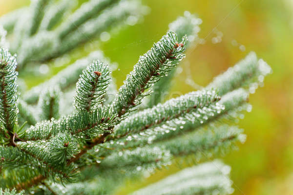 влажный рождественская елка утра дерево аннотация Сток-фото © 3523studio
