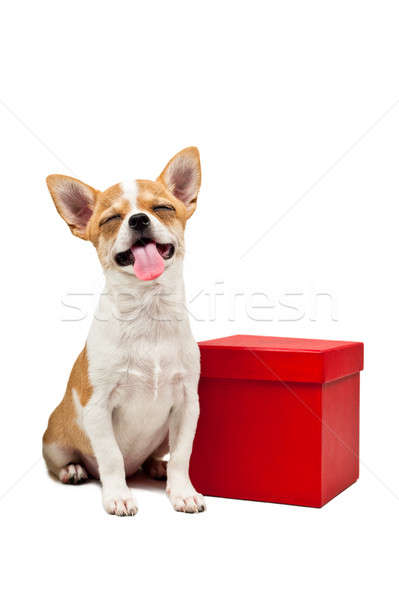 狗 紅色 目前 框 白 狗 商業照片 © 3523studio