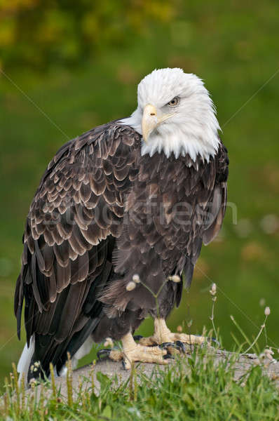 bald eagle in sitting position Stock photo © 3523studio