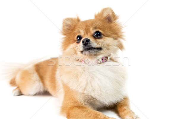 Cute Hund weiß Tier Welpen Sitzung Stock foto © 3523studio