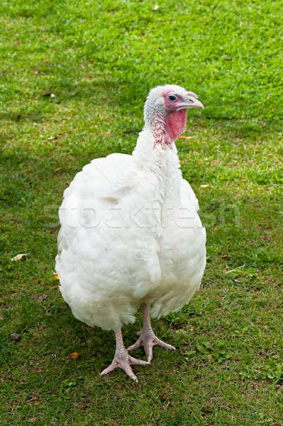 White Turkey on green lawn Stock photo © 3523studio
