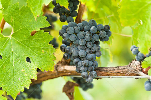 Ripe red wine grapes right before harvest Stock photo © 3523studio