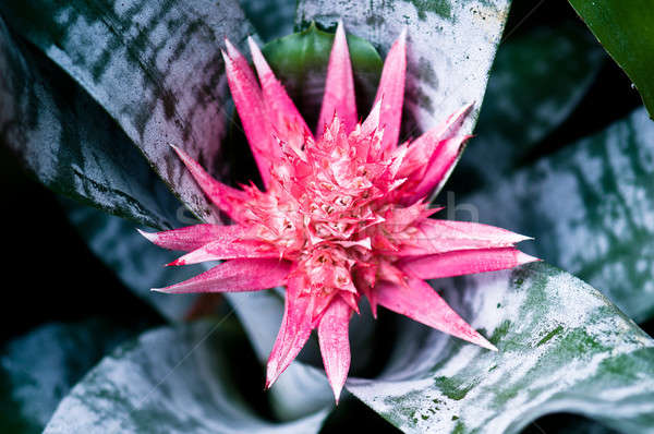  Aechmea fasciata bromeliad flower  Stock photo © 3523studio