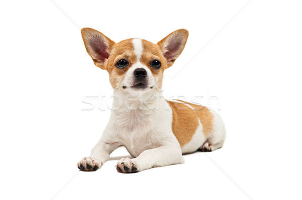 Stockfoto: Hond · jonge · puppy · beneden · witte