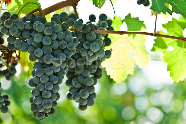 Ripe red wine grapes right before harvest Stock photo © 3523studio