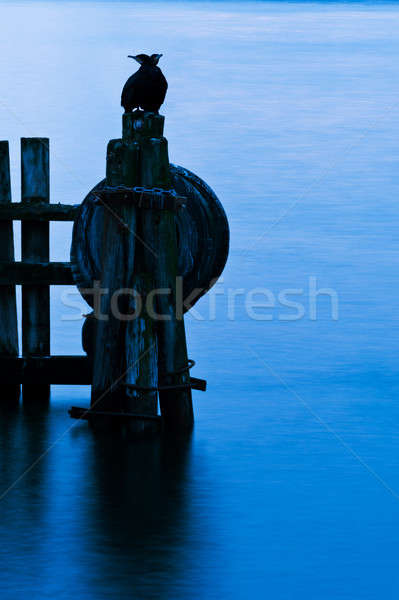 Cormoran bird sits on a pier in winter in a Fjord in Norway Stock photo © 3523studio