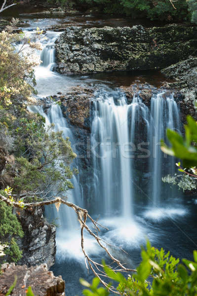 Matita pino culla montagna tasmania Australia Foto d'archivio © 3523studio