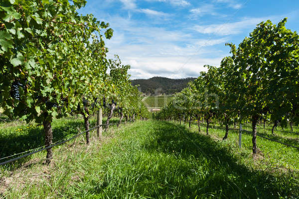 vine rows on a sunny day Stock photo © 3523studio