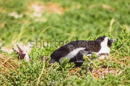 Penguin in the wild Stock photo © 3pphoto31