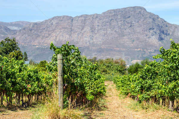 Südafrika Weinberg zunehmend frischen rot Trauben Stock foto © 3pphoto31