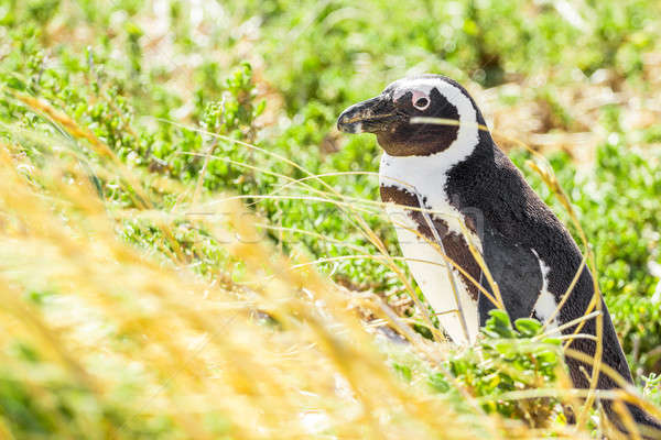 Foto stock: Pinguim · verde · amarelo · grama