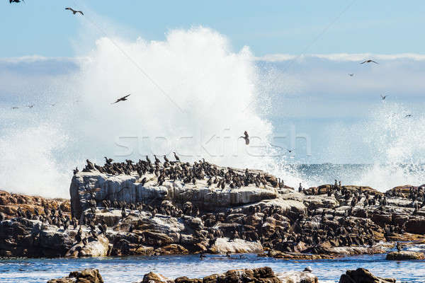 Birds sitting on rock Stock photo © 3pphoto31