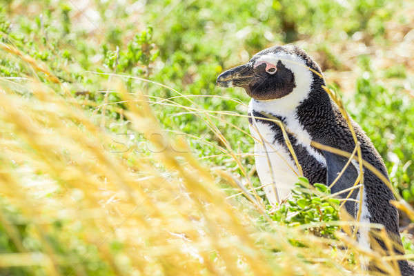 Penguin in the wild Stock photo © 3pphoto31