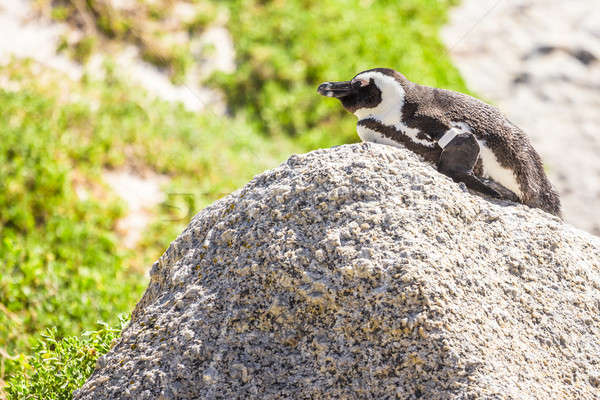 Penguin in the wild Stock photo © 3pphoto31