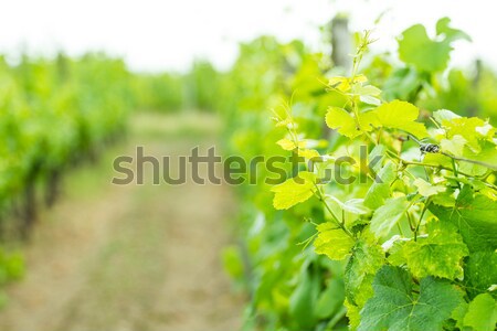 Vineyard Stock photo © 3pphoto31