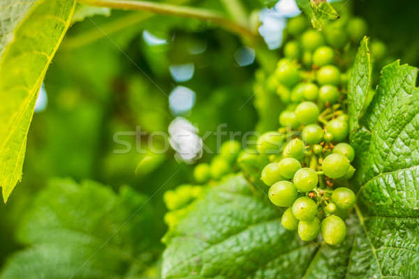 Vin vert coup été chaud Photo stock © 3pphoto31
