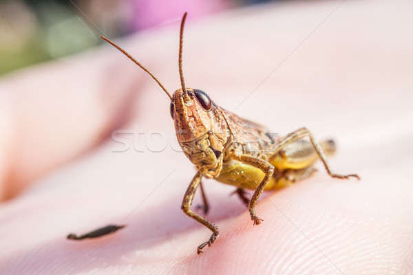 Grasshopper Stock photo © 3pphoto31