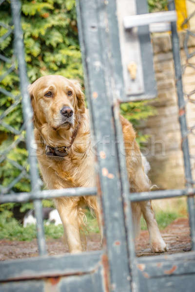 Szomorú retriever magányos golden retriever díszállat kutya Stock fotó © 3pphoto31