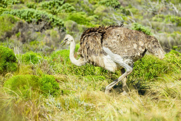 Ostrich in the wild Stock photo © 3pphoto31