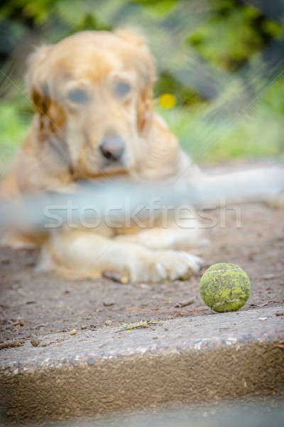 Smutne aporter samotny golden retriever domowych psa Zdjęcia stock © 3pphoto31