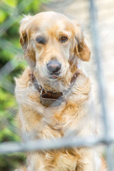 Triest retriever eenzaam golden retriever huisdier hond Stockfoto © 3pphoto31