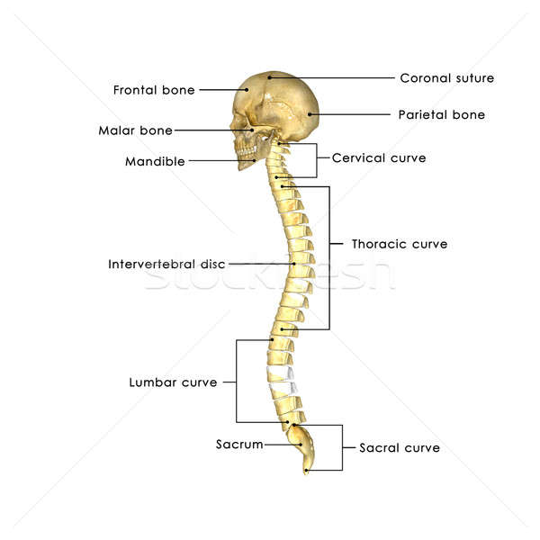 Craniu coloană uman sira spinarii sira spinarii Imagine de stoc © 7activestudio