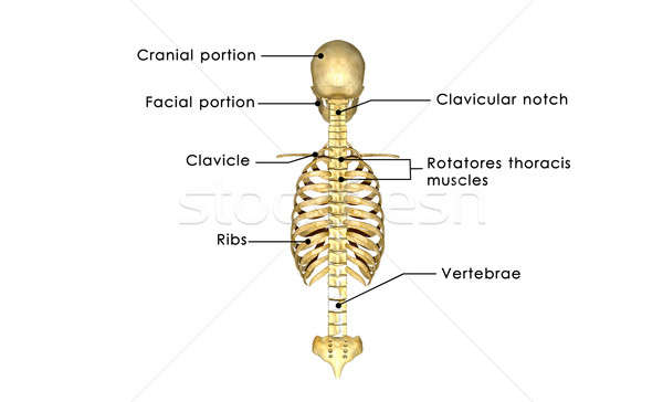 Crânio costela gaiola ossos Foto stock © 7activestudio