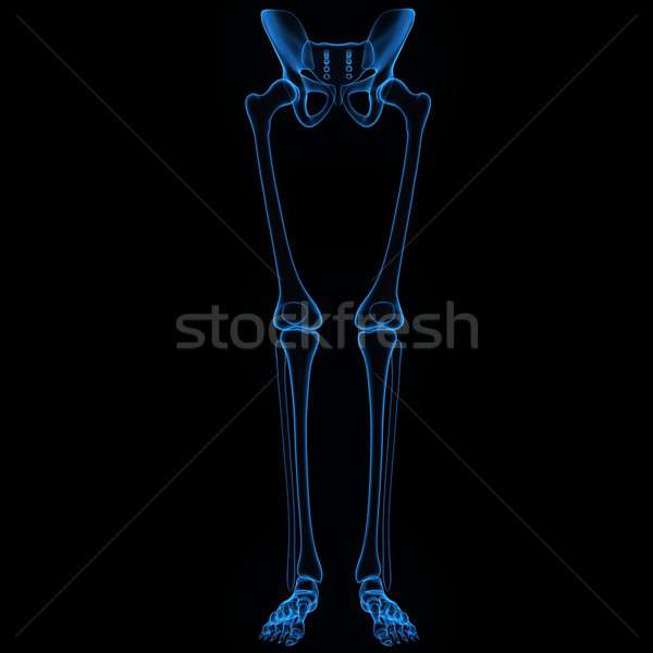 Skeleton legs Stock photo © 7activestudio