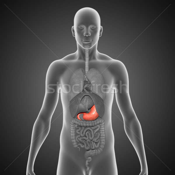 胃 肌肉發達 空洞的 消化系統 重要 器官 商業照片 © 7activestudio