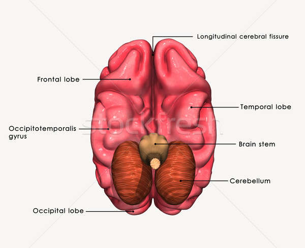 Creier organ sistem nervos animale vertebrate Imagine de stoc © 7activestudio