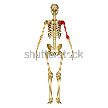 Humanos esqueleto interno marco cuerpo huesos Foto stock © 7activestudio