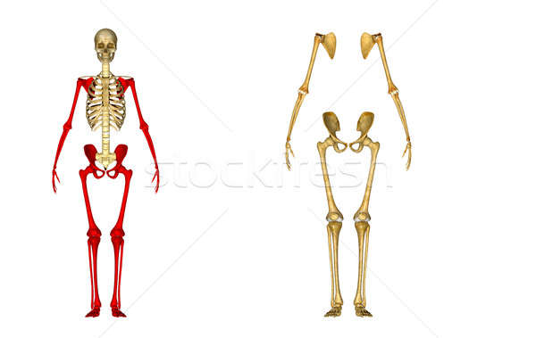 Skeleton Stock photo © 7activestudio