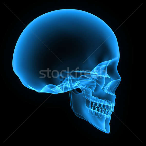 Umani cranio struttura testa scheletro faccia Foto d'archivio © 7activestudio