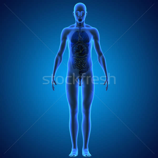 Humanos cuerpo estructura cabeza cuello Foto stock © 7activestudio