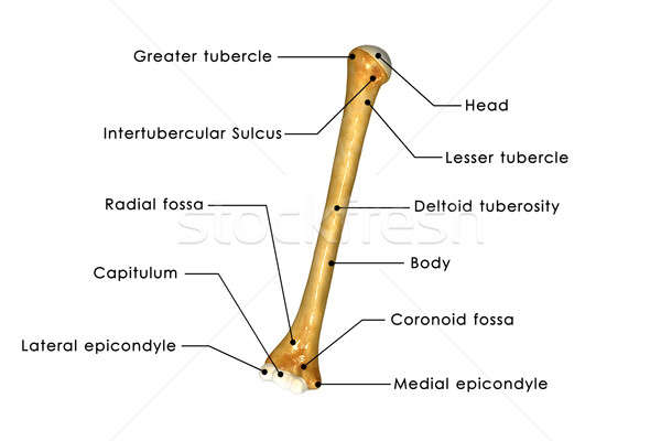 Humerus Stock photo © 7activestudio